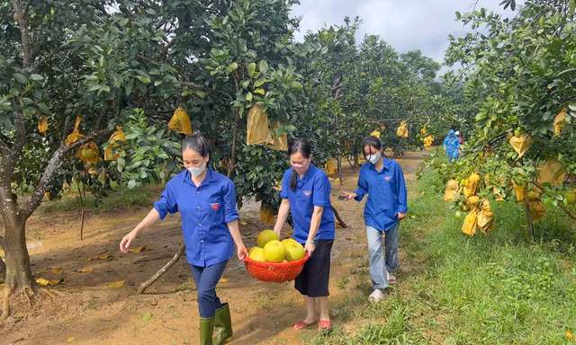 Thanh niên, công an hỗ trợ người dân thu hoạch bưởi đặc sản bị ngập lũ