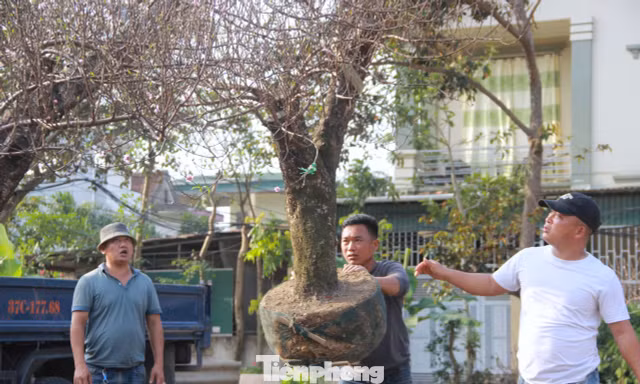 Đào 'khủng' đổ bộ xuống phố