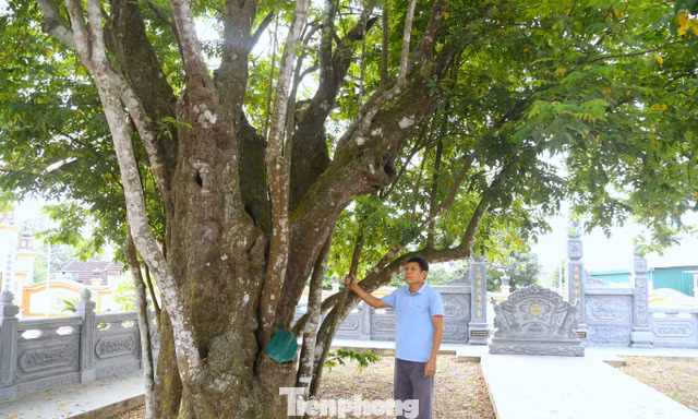 Cây khế 'sống khỏe' suốt 400 năm, gắn với phong trào Xô Viết Nghệ Tĩnh