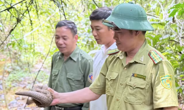 Tê tê Java quý hiếm bất ngờ xuất hiện trong vườn nhà dân