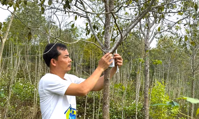 Đàn hương bén rễ trên đất đỏ giúp người dân thoát nghèo