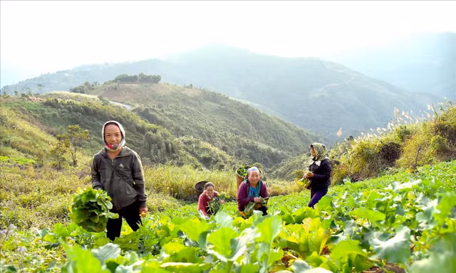Chuyển đổi nghề giúp người dân miền núi Nghệ An vững tin phát triển kinh tế