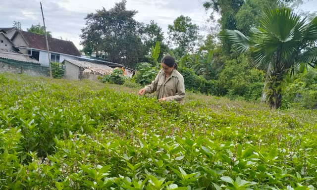 Cây dược liệu giúp bà con vùng cao thoát nghèo