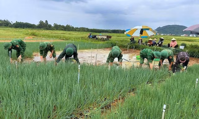 Vựa rau lớn nhất tỉnh Nghệ An ngập nặng, bộ đội cùng dân lội nước vớt vát mùa rau