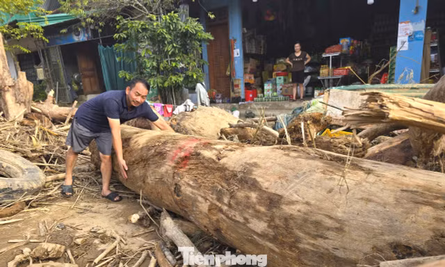 Hàng loạt cây gỗ khủng kẹt lại trên đường sau lũ
