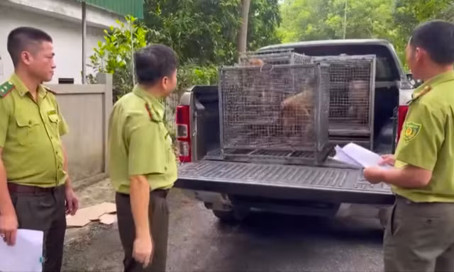 Người dân giao nộp nhiều cá thể động vật hoang dã rùa núi vàng, khỉ