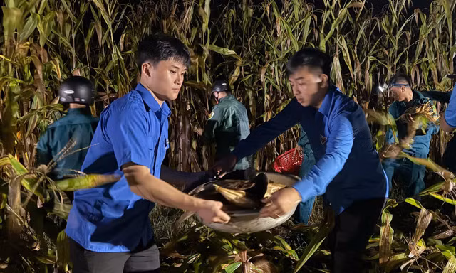 Thanh niên trắng đêm thu hoạch ngô giúp người dân chạy lụt