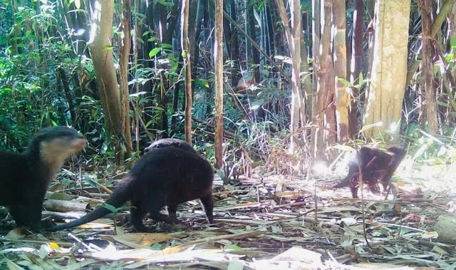 Phát hiện rái cá và chim hồng hoàng cực kỳ quý hiếm ở Vườn quốc gia Chư Mom Ray