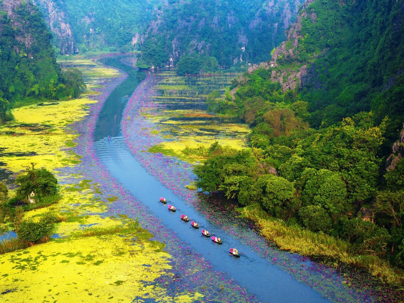 Sông Ngô Đồng ở Tam Cốc mùa này mang sắc hồng của hoa súng.