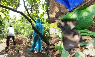 Đã có kết quả xét nghiệm vụ chó cắn loạt người dân ở Đắk Lắk