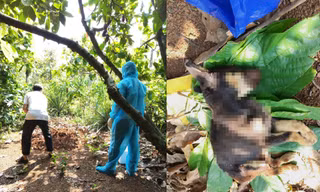 Đã có kết quả xét nghiệm vụ chó cắn loạt người dân ở Đắk Lắk