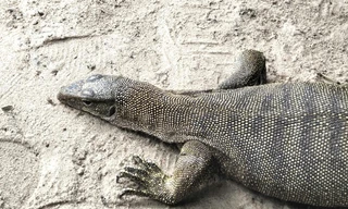 Kỳ đà vân quý hiếm chạy vào nhà dân ở Đắk Lắk