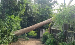 Cây cổ thụ bật gốc, đè sập phòng khách nhà dân