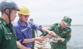 Rùa biển 12kg nằm trong Sách đỏ 'đi lạc' vào nhà máy nhiệt điện