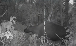 'Tóm gọn' bò tót và nhiều loài thú quý hiếm ở Đắk Lắk