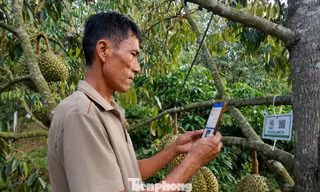Tiết lộ về 'tờ giấy quyền lực' xuất khẩu sầu riêng 