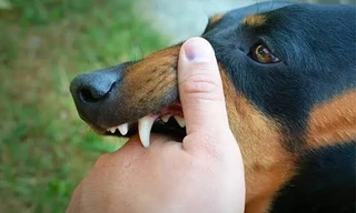 6 người trong cùng khu dân cư ở Đắk Lắk bị chó nghi dại cắn