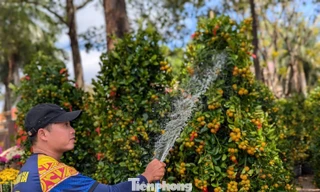 Quất, mai vùng lũ rũ bùn, vượt hàng trăm cây số bung nở giữa đất trời Buôn Ma Thuột