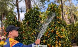 Quất, mai vùng lũ rũ bùn, vượt hàng trăm cây số bung nở giữa đất trời Buôn Ma Thuột