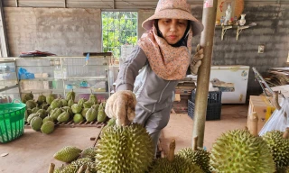 Sầu riêng rớt giá do... ông trời