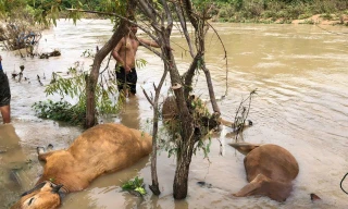 Nước dâng cao sau mưa lớn, nhiều gia súc ở Đắk Lắk chết bên bờ suối