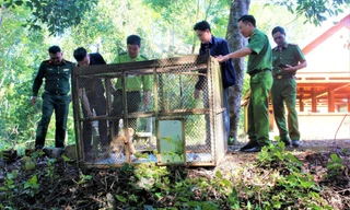 Giải cứu khỉ đuôi lợn mắc lưới cước ở Đắk Lắk