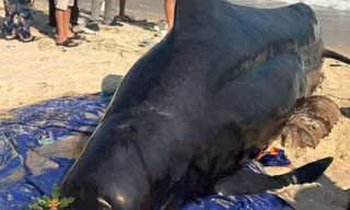 Huy động 50 người cứu cá Ông nặng 2 tấn bất thành, người dân tổ chức an táng