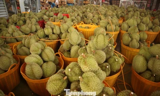 Sầu riêng Đắk Lắk rớt giá mạnh, thương lái dừng mua