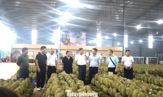 Doanh nghiệp Trung Quốc nói gì về chất lượng sầu riêng Việt Nam?