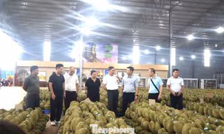 Doanh nghiệp Trung Quốc nói gì về chất lượng sầu riêng Việt Nam?