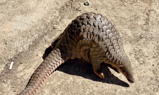 Phát hiện tê tê Java nặng 2,2kg lạc vào nhà dân