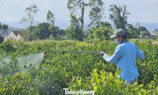 ‘Canh bạc’ khó lường ở làng hoa Đắk Lắk vừa bị bão lũ quật tả tơi