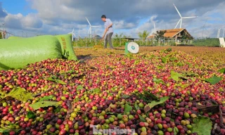 Một doanh nghiệp nhận ký gửi nông sản bị tố chiếm đoạt số tiền 'khủng'