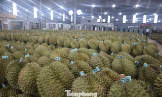 Kiến nghị khẩn việc ách tắc sầu riêng ở Đắk Lắk