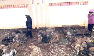 Công an phát hiện ‘trại’ chó gần 70 con nghi bị trộm