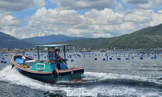 Lồng bè ken đặc ở ‘thủ phủ’ tôm hùm