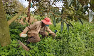 Hàng trăm nghìn héc-ta đất bị thoái hoá nặng, không bỏ phân cây lụi tàn