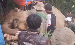 Voi cái ở Đắk Lắk chết với vết thủng ở bụng