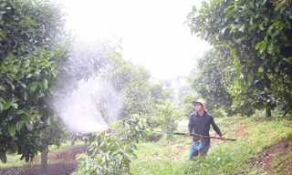 Rác thuốc bảo vệ thực vật gom xong... để đó