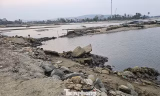 Cánh đồng lúa hơn trăm héc-ta ở Đắk Lắk bị bỏ hoang 