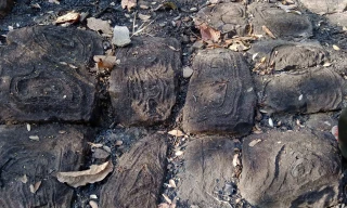 Phát hiện bãi đá khắc họa tiết bí ẩn giữa khu rừng khộp duy nhất tại Việt Nam