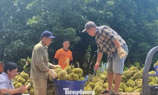 Buôn sầu riêng nhanh giàu nhưng dễ 'bay' sổ đỏ
