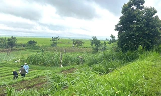 Đi làm ruộng, người phụ nữ bị cây đổ vào người tử vong