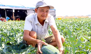 Nhiều nông dân căng lều, mắc võng đón Tết trên ruộng dưa