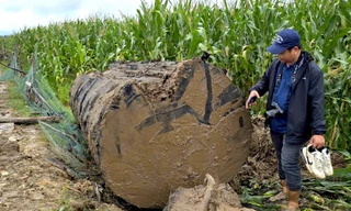 Tin mới vụ đào bờ sông Ayun để khai thác thân gỗ khủng