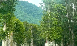 Đình chỉ sinh hoạt Đảng đối với Chi cục trưởng Kiểm lâm tỉnh Gia Lai