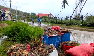Tôm hùm chết sạch, chất đống bốc mùi hôi thối sau lũ 