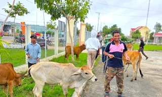 Hỗ trợ bò giống, trao 'cần câu' sinh kế cho người dân vùng bão lũ