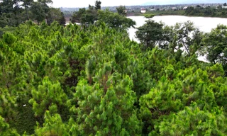 Ngắm rừng thông của Tiền Phong Marathon 2021 bên Hồ T'Nưng