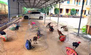 Triệt phá trường gà lớn ở Gia Lai, bắt giữ 31 đối tượng 